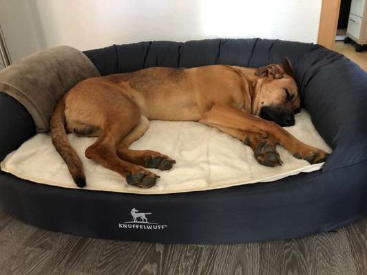 Rhodesian Ridgeback-Beitrag-Bild