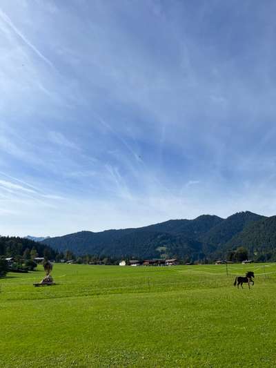 Rhodesian Ridgeback-Beitrag-Bild