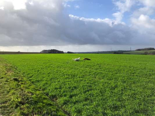 Rhodesian Ridgeback-Beitrag-Bild