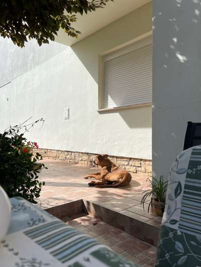 Rhodesian Ridgeback-Beitrag-Bild