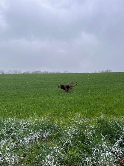 Rhodesian Ridgeback-Beitrag-Bild