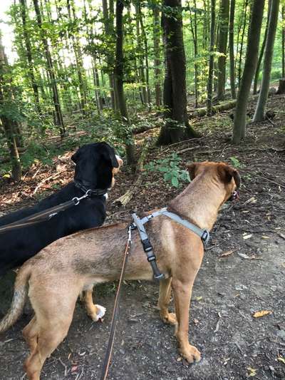 Rhodesian Ridgeback-Beitrag-Bild