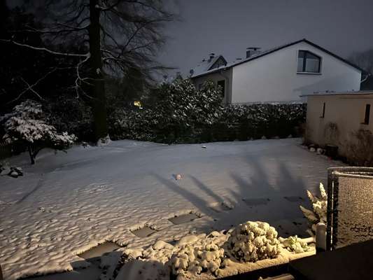 Rhodesian Ridgeback-Beitrag-Bild