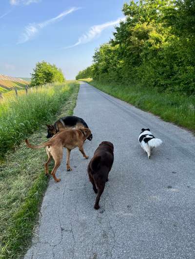 Rhodesian Ridgeback-Beitrag-Bild