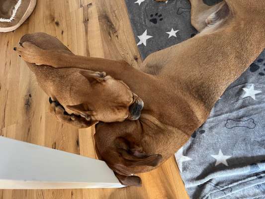 Rhodesian Ridgeback-Beitrag-Bild