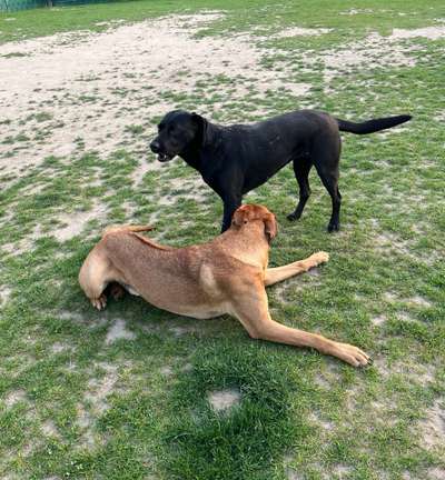 Rhodesian Ridgeback-Beitrag-Bild