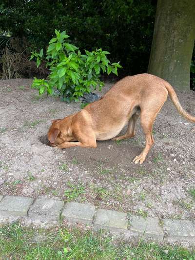 Rhodesian Ridgeback-Beitrag-Bild