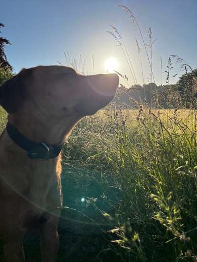 Rhodesian Ridgeback-Beitrag-Bild