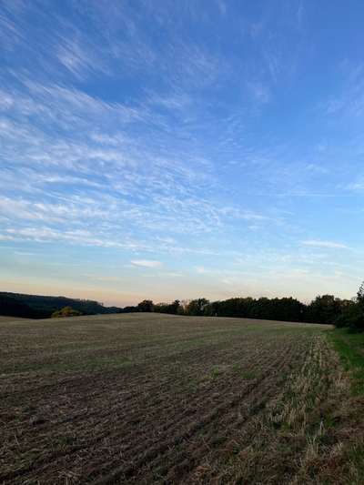 Rhodesian Ridgeback-Beitrag-Bild