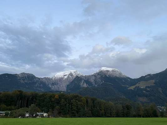 Rhodesian Ridgeback-Beitrag-Bild