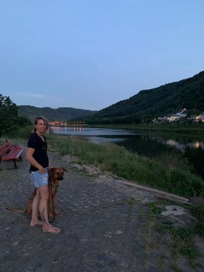 Rhodesian Ridgeback-Beitrag-Bild