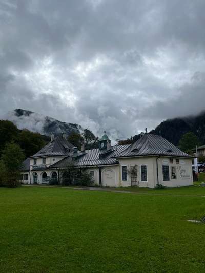 Rhodesian Ridgeback-Beitrag-Bild