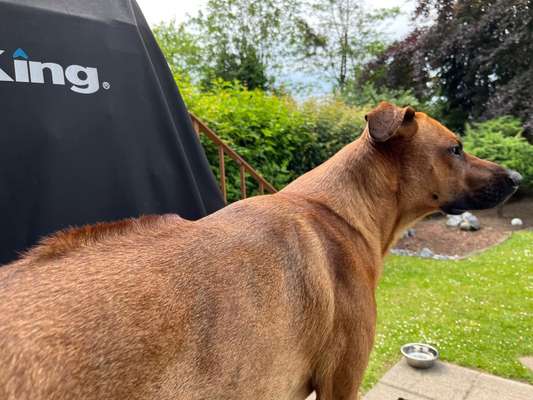 Rhodesian Ridgeback-Beitrag-Bild