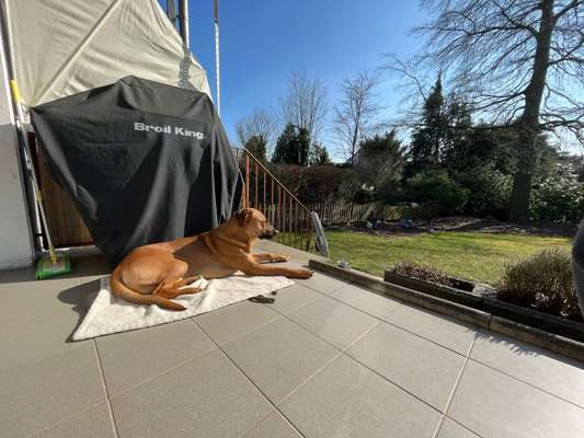 Rhodesian Ridgeback-Beitrag-Bild