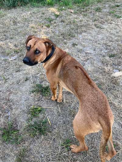 Rhodesian Ridgeback-Beitrag-Bild