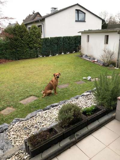 Rhodesian Ridgeback-Beitrag-Bild
