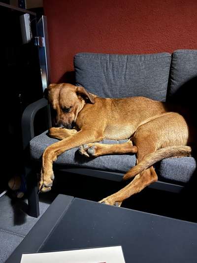 Rhodesian Ridgeback-Beitrag-Bild