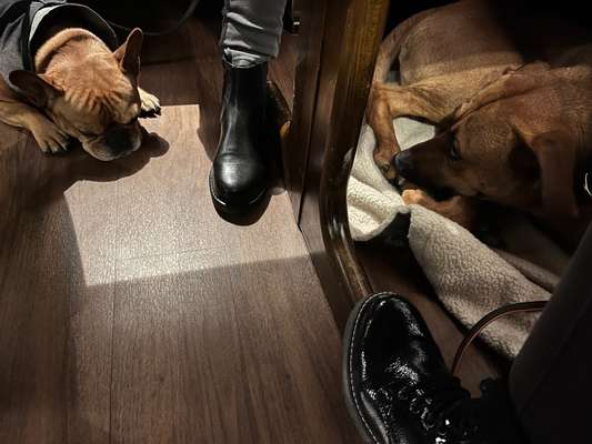 Rhodesian Ridgeback-Beitrag-Bild