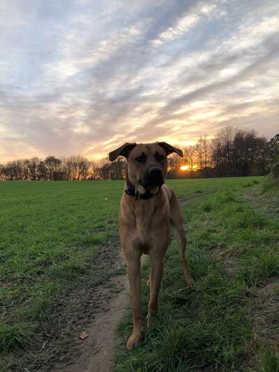 Rhodesian Ridgeback-Beitrag-Bild