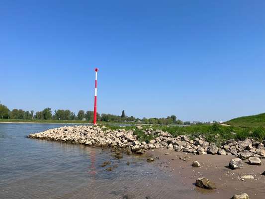 Rhodesian Ridgeback-Beitrag-Bild