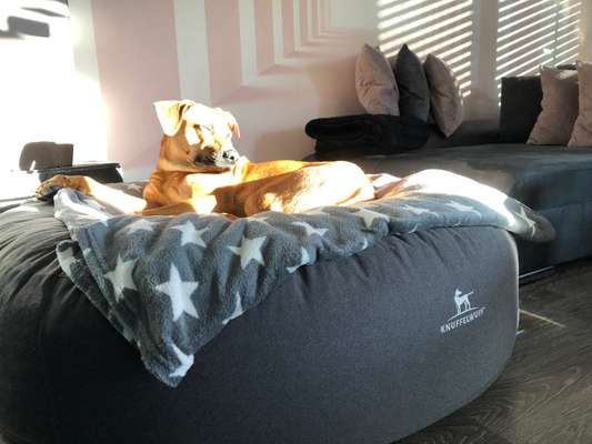 Rhodesian Ridgeback-Beitrag-Bild