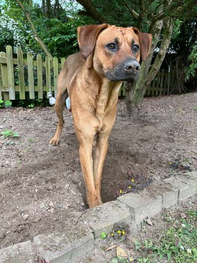 Rhodesian Ridgeback-Beitrag-Bild
