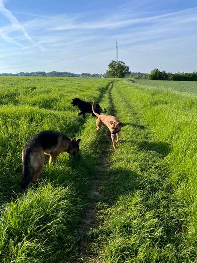 Rhodesian Ridgeback-Beitrag-Bild