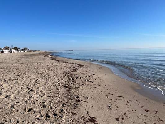 Rhodesian Ridgeback-Beitrag-Bild