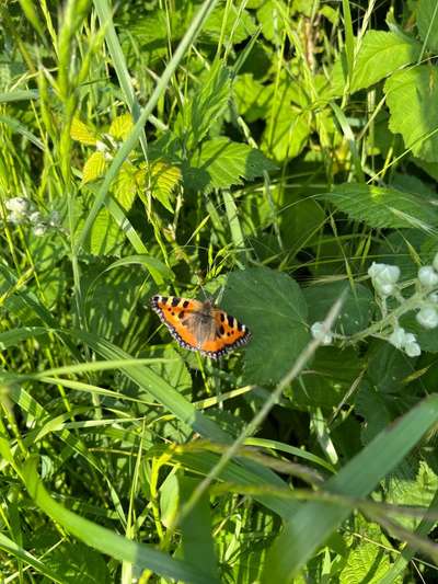 Rhodesian Ridgeback-Beitrag-Bild