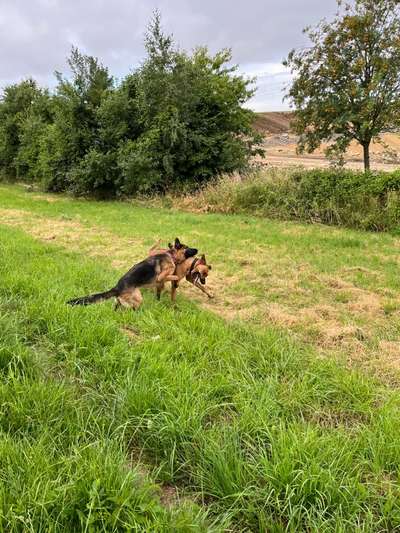 Rhodesian Ridgeback-Beitrag-Bild