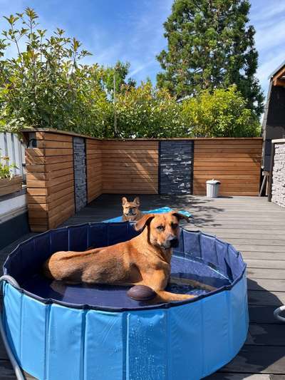 Rhodesian Ridgeback-Beitrag-Bild