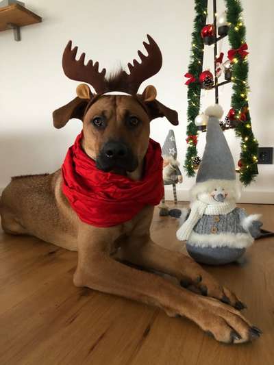 Rhodesian Ridgeback-Beitrag-Bild