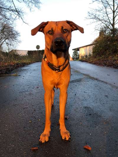 Dogorama Photo Challenge - Hundeblick zum hinschmelzen-Beitrag-Bild