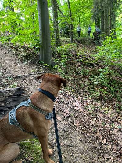 Rhodesian Ridgeback-Beitrag-Bild