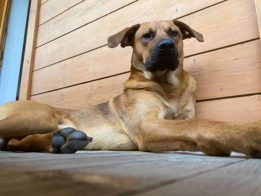 Schäferhundetreff PLZ-Beitrag-Bild