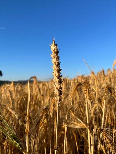 Rhodesian Ridgeback-Beitrag-Bild