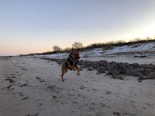 Rhodesian Ridgeback-Beitrag-Bild