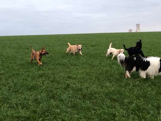 Rhodesian Ridgeback-Beitrag-Bild