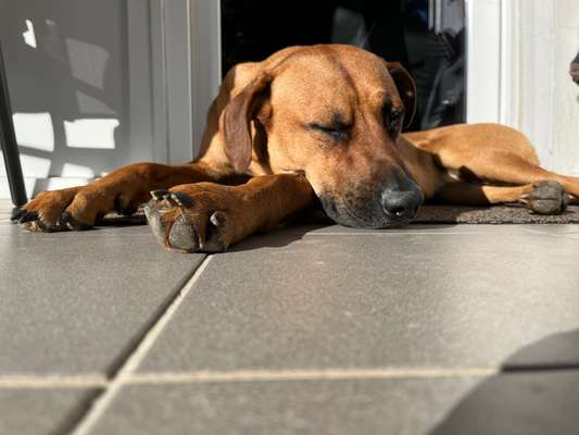 Rhodesian Ridgeback-Beitrag-Bild