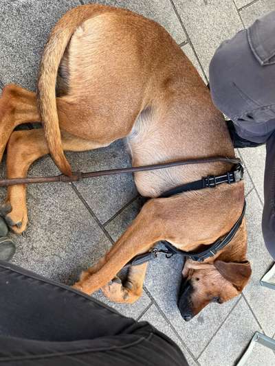 Rhodesian Ridgeback-Beitrag-Bild
