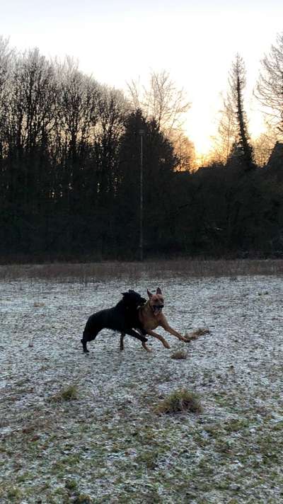 Rhodesian Ridgeback-Beitrag-Bild