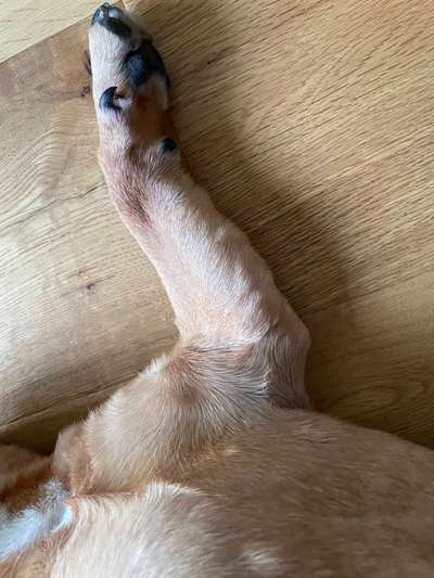 Rhodesian Ridgeback-Beitrag-Bild