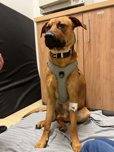 Rhodesian Ridgeback-Beitrag-Bild