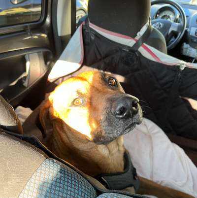 Rhodesian Ridgeback-Beitrag-Bild