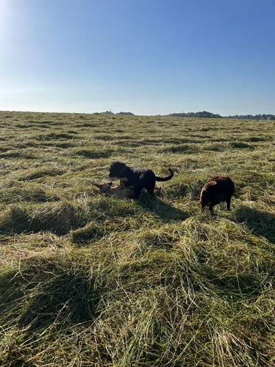 Rhodesian Ridgeback-Beitrag-Bild