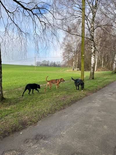 Rhodesian Ridgeback-Beitrag-Bild