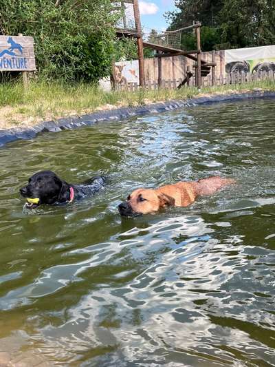 Rhodesian Ridgeback-Beitrag-Bild