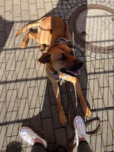Rhodesian Ridgeback-Beitrag-Bild