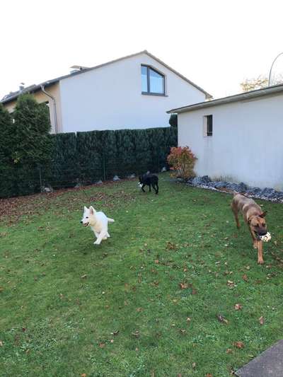 Rhodesian Ridgeback-Beitrag-Bild