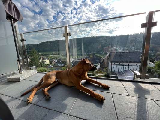 Rhodesian Ridgeback-Beitrag-Bild